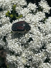 Trichostetha bicolor