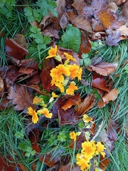 Primula × polyantha