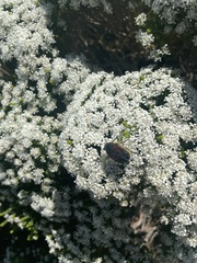 Trichostetha bicolor