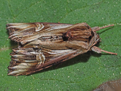 Actinotia polyodon