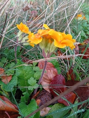 Primula × polyantha