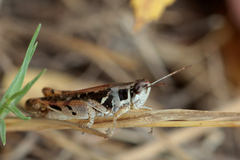 Catantops melanostictus