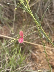 Indigofera masonae