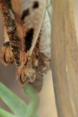 Catantops melanostictus