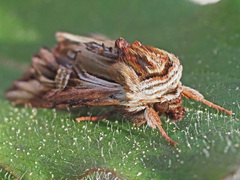 Actinotia polyodon