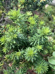 Phylica axillaris maritima