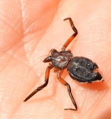 Platyoides walteri