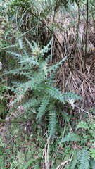 Cirsium taiwanense