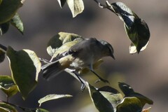 Conirostrum cinereum