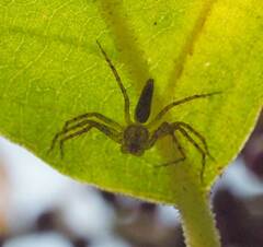 Hamadruas hieroglyphica