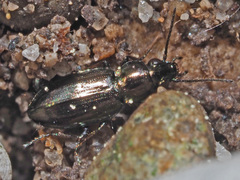 Bembidion pygmaeum