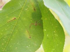 Hamadruas hieroglyphica