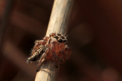 Hyllus