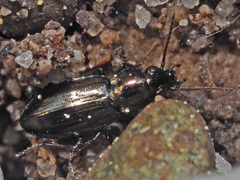 Bembidion pygmaeum