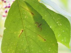 Hamadruas hieroglyphica