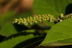 Phyllanthaceae