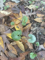 Ranunculus abortivus