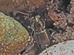 Bembidion pygmaeum
