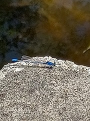 Argia funebris