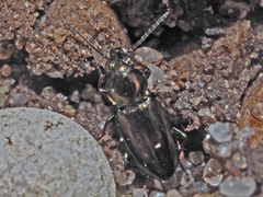 Bembidion pygmaeum
