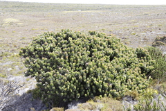 Mimetes fimbriifolius