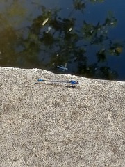 Argia funebris