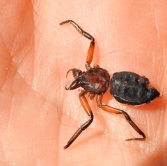 Platyoides walteri