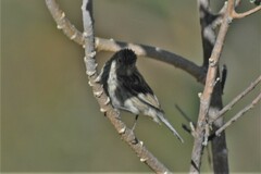 Catamenia analis