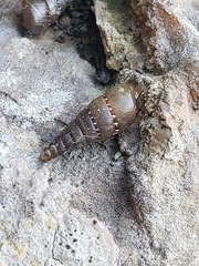 Papillifera papillaris