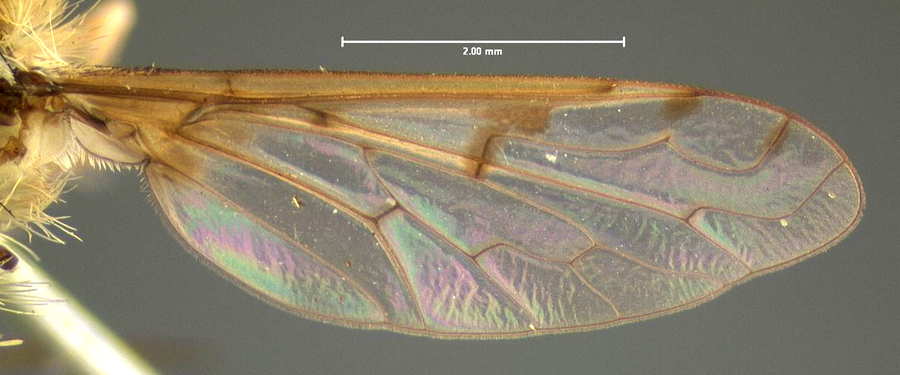 Lepidanthrax angulus