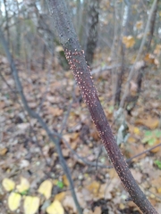 Nectria cinnabarina