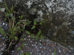Torenia