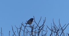 Passer melanurus melanurus