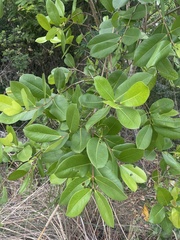 Syzygium guineense