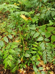 Leucothoe