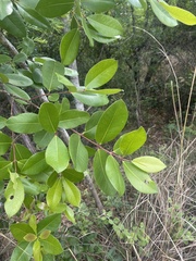 Syzygium guineense