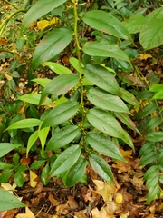 Leucothoe