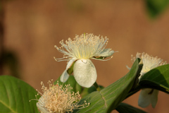 Psidium guajava