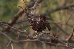Dichrostachys cinerea