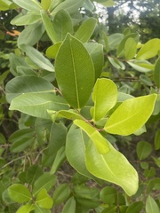 Syzygium guineense