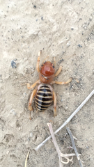 Ammopelmatus