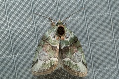 Stenoloba nigrabasalis