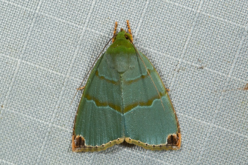 Chloriola