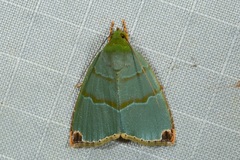 Chloriola gratissima