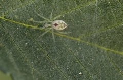 Nigma puella