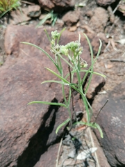 Raphionacme galpinii