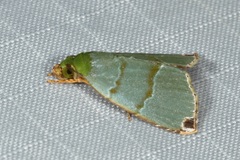 Chloriola gratissima