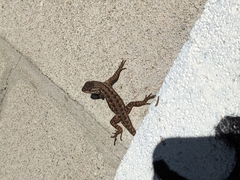 Sceloporus occidentalis