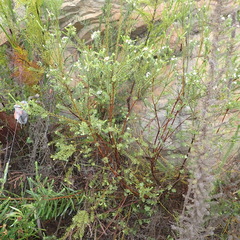 Lachnaea diosmoides