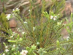 Lachnaea diosmoides